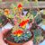 ECHEVERIA BLUE ELF, image _ab__is.image_number.default