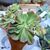 ECHEVERIA BRIAR ROSE, image _ab__is.image_number.default