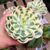 ECHEVERIA COMPTON CAROUSEL, image , 3 image