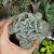 ECHEVERIA CUBIC FROST, image , 2 image