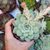 ECHEVERIA GREEN JOY, image _ab__is.image_number.default