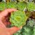 ECHEVERIA RAMILETTE, image , 6 image