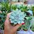 ECHEVERIA APUS, image _ab__is.image_number.default