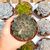 ECHEVERIA MENSA, image _ab__is.image_number.default