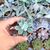 ECHEVERIA PULVINATA FROSTY, image _ab__is.image_number.default