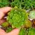 ECHEVERIA SETORUM VICTOR, image _ab__is.image_number.default