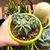 ECHINOCEREUS TRIGLOCHIDIATUS INERMIS, image _ab__is.image_number.default