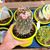 ECHINOFOSSULOCACTUS MULTICOSTATUS, image _ab__is.image_number.default