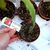 EPIPHYLLUM HYBRID BEAHM'S SURPRISE, image _ab__is.image_number.default