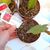 EPIPHYLLUM HYBRID MADAME DE LAET, image , 3 image