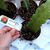 EPIPHYLLUM HYBRID OBERST PM KÜHNRICH, image _ab__is.image_number.default