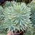 EUPHORBIA CHARACIAS TASMANIAN TIGER, image 