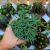 EUPHORBIA JAPONICA, image _ab__is.image_number.default