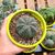 EUPHORBIA OBESA, image , 2 image