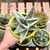 GASTROLEA GREEN ICE, image _ab__is.image_number.default