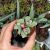 GIBBAEUM DISPAR, image _ab__is.image_number.default