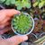 GRAPTOPETALUM FILIFERUM, image _ab__is.image_number.default