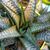 HAWORTHIA LIMIFOLIA HYBRID, image _ab__is.image_number.default