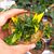 HAWORTHIA LIMIFOLIA VARIEGATA, image _ab__is.image_number.default