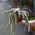HILDEWINTERA COLADEMONONIS, image , 3 image