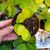 HOYA KERRI REVERSE VARIEGATA, image , 3 image