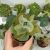 KALANCHOE BEHARENSIS, image _ab__is.image_number.default