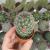 MAMMILLARIA MICROHELIA, image _ab__is.image_number.default