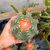 MELOCACTUS METANZANUS, image _ab__is.image_number.default