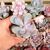 PACHYPHYTUM OVIFERUM, image _ab__is.image_number.default