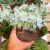 ECHEVERIA PULVINATA FROSTY CRESTATA, image _ab__is.image_number.default