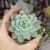 ECHEVERIA BLUE BIRD, image , 2 image