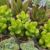 SEDUM LUCIDUM, image _ab__is.image_number.default