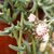 SENECIO PEREGRINUS, image , 2 image