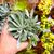 SENECIO SCAPOSUS, image _ab__is.image_number.default