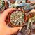 TITANOPSIS CALCAREA, image _ab__is.image_number.default