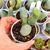 TRICHOCEREUS BRIDGESII MONSTROSUS, image _ab__is.image_number.default