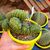 TRICHOCEREUS PACHANOI F. CRISTATA, image _ab__is.image_number.default