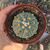 ASTROPHYTUM ASTERIAS (CITES APPENDIX I), image _ab__is.image_number.default