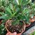 ADENIUM OBESUM, image , 2 image