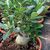 ADENIUM OBESUM, image _ab__is.image_number.default