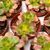 AEONIUM HAWORTHII DREAM COLOR, image _ab__is.image_number.default