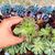 AEONIUM LEUCOBLEPHARUM, image _ab__is.image_number.default