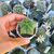 ASTROPHYTUM MYRIOSTIGMA NUDUM, image 