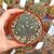 ASTROPHYTUM MYRIOSTIGMA TRICOSTATUM NUDUM, image _ab__is.image_number.default