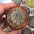 COPIAPOA MONTANA, image 