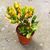 CRASSULA OVATA GOLLUM TRICOLOR, image _ab__is.image_number.default