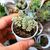 CRASSULA RUPESTRIS VARIEGATA, image _ab__is.image_number.default