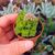 CRASSULA SOCIALIS, image , 2 image