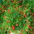 DELOSPERMA COOPERI ICE CREAM FIRE, image _ab__is.image_number.default