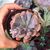 GRAPTOVERIA TOPSY DEBBIE, image _ab__is.image_number.default